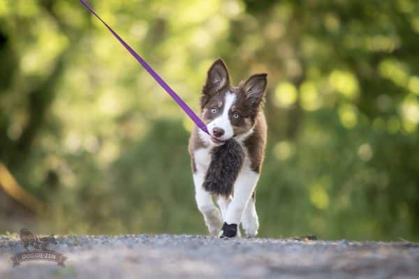 Doggie-Zen - Elastisk fårskinnsjagarkampis S - Bild 2